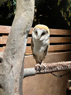 Moff animal world MARK IS みなとみらい店に投稿された画像（2021/11/15）