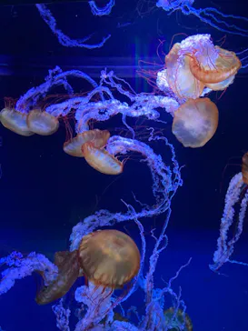 すみだ水族館に投稿された画像（2021/11/15）