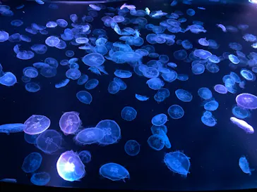 すみだ水族館に投稿された画像（2021/11/15）