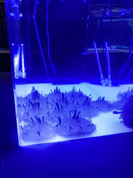 すみだ水族館に投稿された画像（2021/11/15）