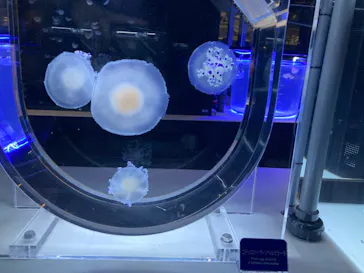 すみだ水族館に投稿された画像（2021/11/15）