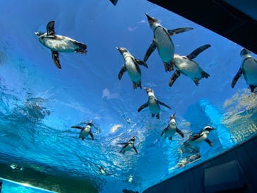 サンシャイン水族館に投稿された画像（2021/11/15）