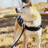 Spesアクティビティ那須に投稿された画像（2021/11/15）