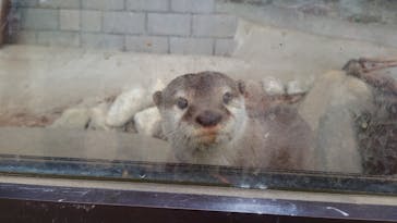 しろとり動物園に投稿された画像（2021/11/15）