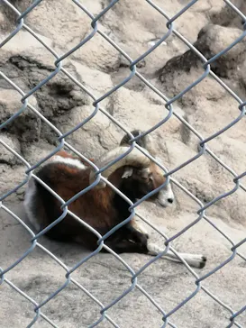 天王寺動物園に投稿された画像（2021/11/15）