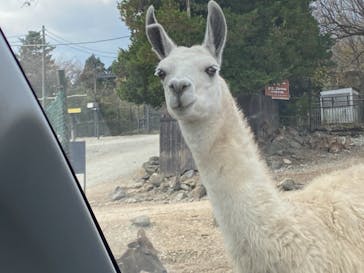 那須サファリパークに投稿された画像（2021/11/15）