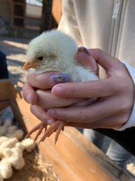 しろとり動物園に投稿された画像（2021/11/15）