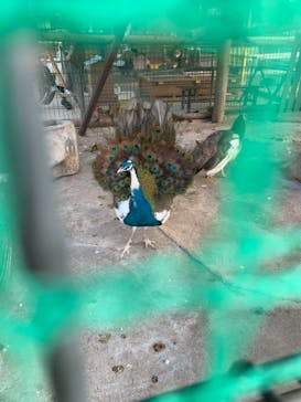 しろとり動物園に投稿された画像（2021/11/15）
