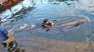 うみたま体験パーク 「つくみイルカ島」に投稿された画像（2021/11/15）