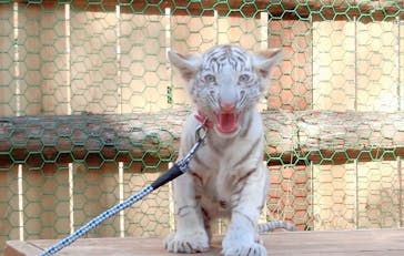 しろとり動物園に投稿された画像（2021/11/15）