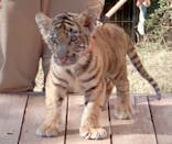 しろとり動物園に投稿された画像（2021/11/15）