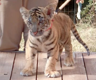 しろとり動物園に投稿された画像（2021/11/15）