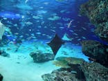 サンシャイン水族館に投稿された画像（2021/11/16）