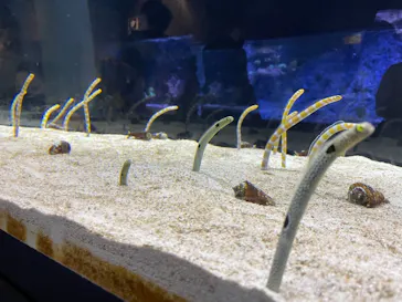 すみだ水族館に投稿された画像（2021/11/15）