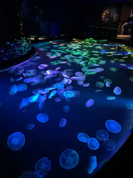 すみだ水族館に投稿された画像（2021/11/15）