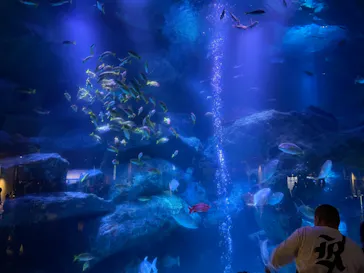 すみだ水族館に投稿された画像（2021/11/15）