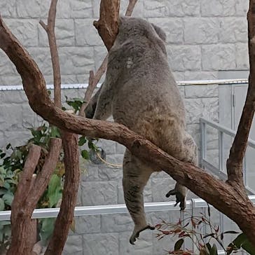 淡路ファームパーク イングランドの丘に投稿された画像（2021/11/15）