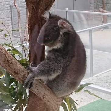 淡路ファームパーク イングランドの丘に投稿された画像（2021/11/15）