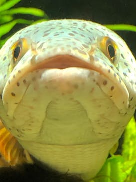 カワスイ 川崎⽔族館に投稿された画像（2021/11/15）