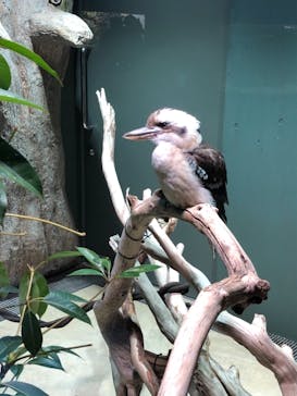 カワスイ 川崎⽔族館に投稿された画像（2021/11/15）