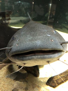 カワスイ 川崎⽔族館に投稿された画像（2021/11/16）