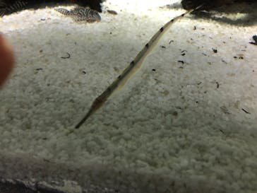 カワスイ 川崎⽔族館に投稿された画像（2021/11/16）