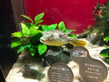 カワスイ 川崎⽔族館に投稿された画像（2021/11/16）