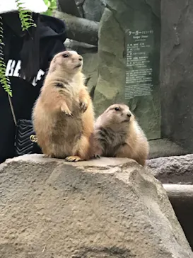 神戸どうぶつ王国に投稿された画像（2021/11/16）