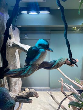 カワスイ 川崎⽔族館に投稿された画像（2021/11/16）