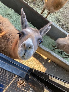 那須サファリパークに投稿された画像（2021/11/16）