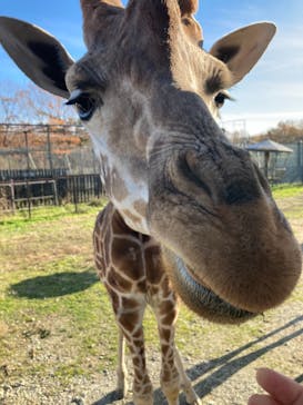 那須サファリパークに投稿された画像（2021/11/16）