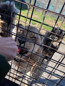 那須サファリパークに投稿された画像（2021/11/16）