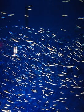 大分マリーンパレス水族館 「うみたまご」に投稿された画像（2021/11/16）