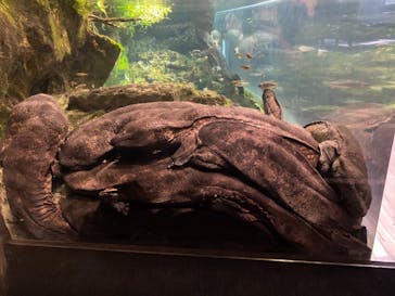 京都水族館に投稿された画像（2021/11/16）