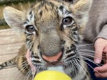しろとり動物園に投稿された画像（2021/11/16）