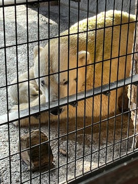 旭川市旭山動物園に投稿された画像（2021/11/16）