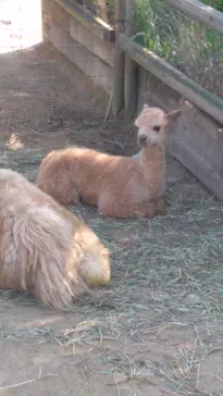 神戸どうぶつ王国に投稿された画像（2021/11/16）