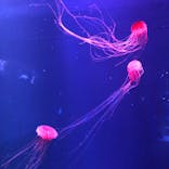 すみだ水族館に投稿された画像（2021/11/16）