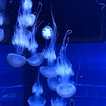 すみだ水族館に投稿された画像（2021/11/16）