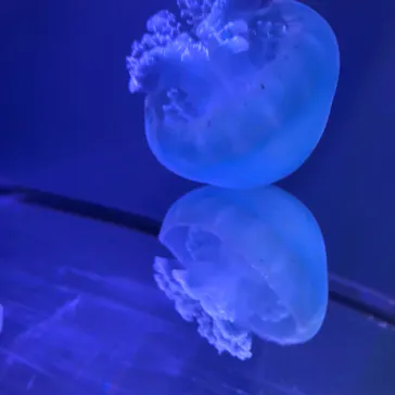 すみだ水族館に投稿された画像（2021/11/16）