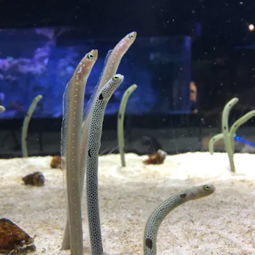 すみだ水族館に投稿された画像（2021/11/16）