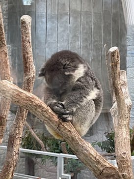 淡路ファームパーク イングランドの丘に投稿された画像（2021/11/16）