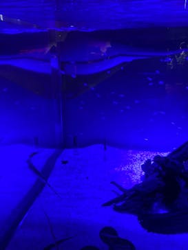 カワスイ 川崎⽔族館に投稿された画像（2021/11/17）