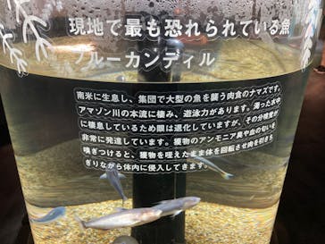 カワスイ 川崎⽔族館に投稿された画像（2021/11/17）
