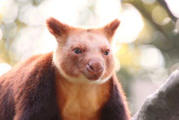 よこはま動物園ズーラシアに投稿された画像（2021/11/17）