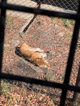 那須サファリパークに投稿された画像（2021/11/17）