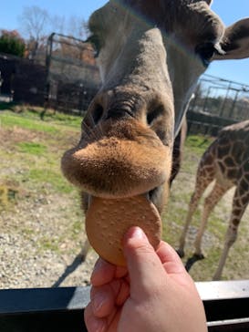 那須サファリパークに投稿された画像（2021/11/17）