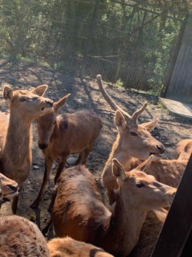 那須サファリパークに投稿された画像（2021/11/17）