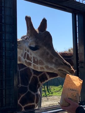 那須サファリパークに投稿された画像（2021/11/17）