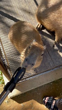美らヤシパークオキナワ・東南植物楽園に投稿された画像（2021/11/17）